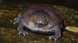 130 Million Years Old, 46 Weeks Hidden: India’s Purple Frog Is Running Out of Time