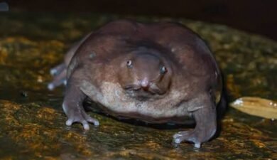 130 Million Years Old, 46 Weeks Hidden: India’s Purple Frog Is Running Out of Time