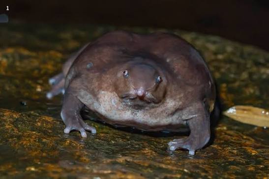 130 Million Years Old, 46 Weeks Hidden: India’s Purple Frog Is Running Out of Time