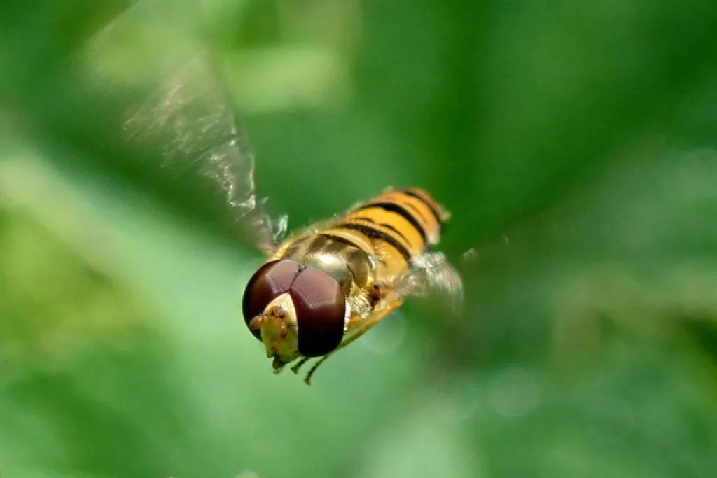 Wings of Balance: The Indispensable Ecological Roles of Hoverflies, Beetles, and Moths