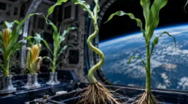 What Happened When NASA Germinated Corn in Orbit
