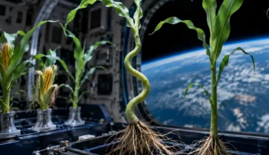 What Happened When NASA Germinated Corn in Orbit