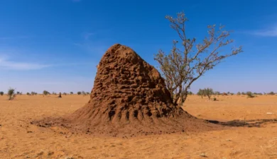 The Hidden Science Behind Termite Mounds in Soil Restoration