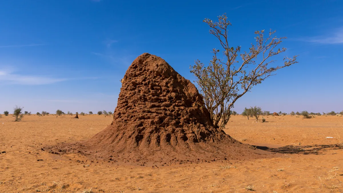 The Hidden Science Behind Termite Mounds in Soil Restoration